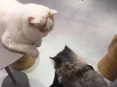 -Heymao猫咖.咖啡厅(东门店)