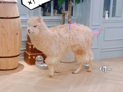 -安格丽娜·狗咖·猫咖羊驼咖(春熙路百盛商场店)
