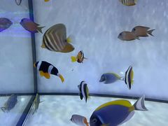 -中环花鸟鱼虫市场