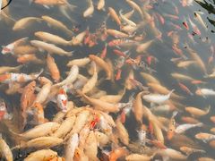 -长春市南湖公园