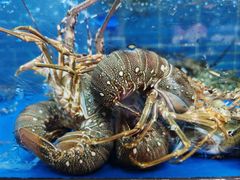 -徐记海鲜·宴会(大唐西市|丰庆店)