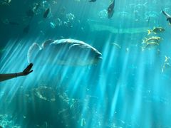 -海棠湾洲际-涛·海底餐厅·美人鱼·自助餐·海底隧道