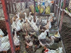 -鱼窝棚柴火铁锅炖(富山屯店)