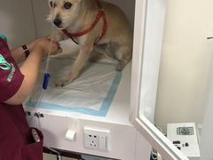 -瑞派·关忠动物医院·异宠专科·犬猫肿瘤·皮肤专科(望京店)