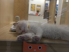 -屋虎猫馆(宝安大仟里店)