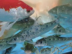 -小钱鱼馆(富春路店)