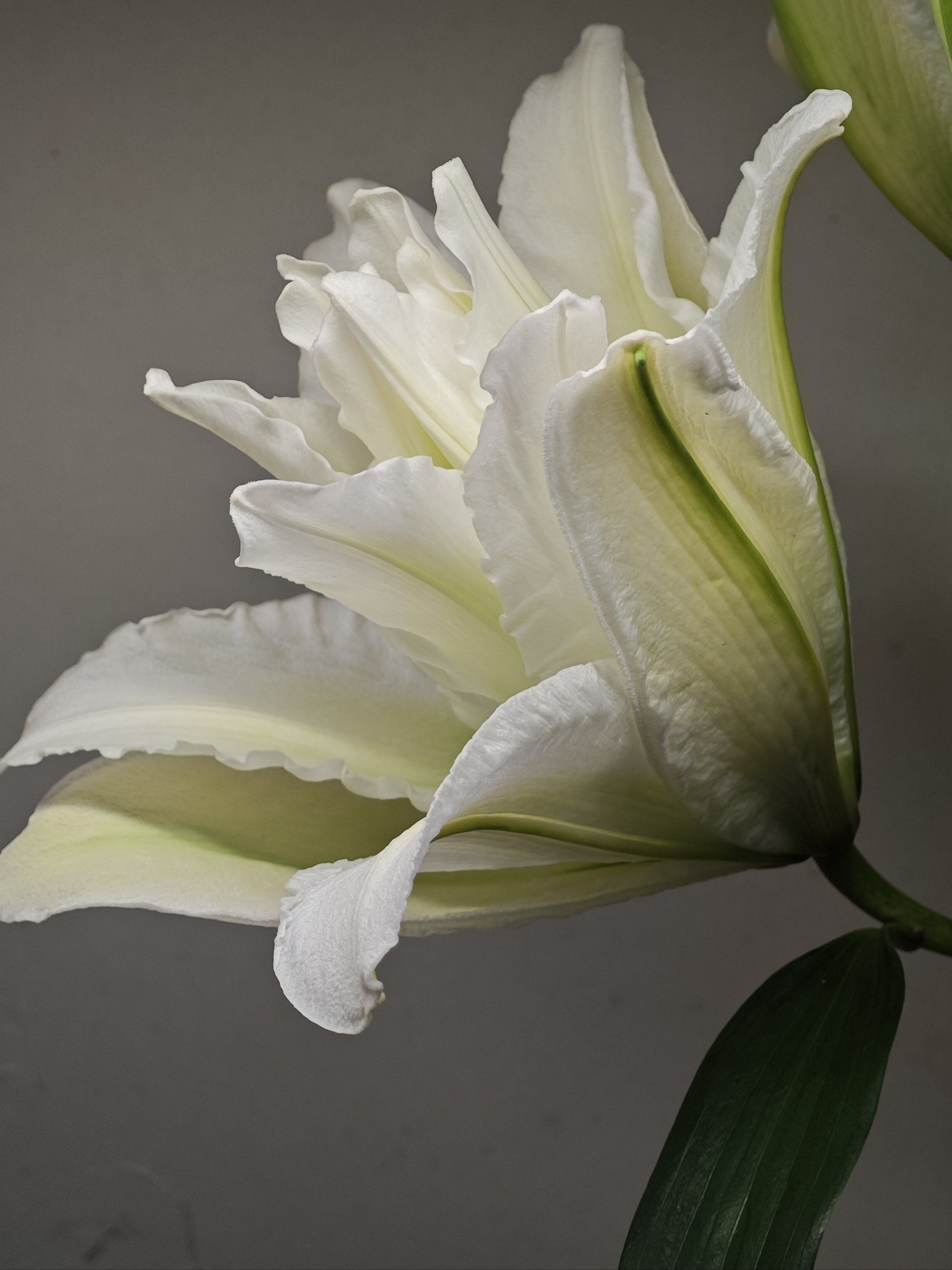 光影下的百合,静好时光