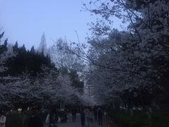 -东南大学附属中大医院(本部)