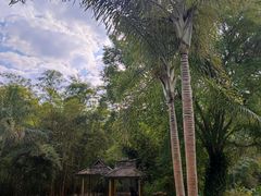 -中国科学院西双版纳热带植物园
