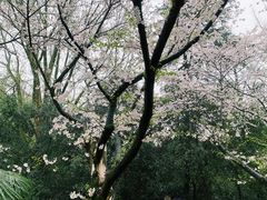 -武汉大学-樱园