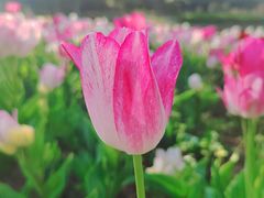 -上海鲜花港