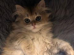 -猫大福·Fortune Cat猫舍(百子湾店)
