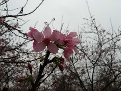 -天适樱花悠乐园