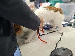 -博特宠物医院24h犬猫全科.骨科·异宠