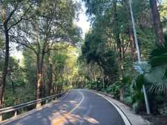 -铁山坪森林公园