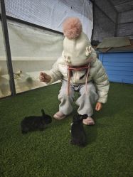 -萌宠亲子动物乐园(槐房万达店)