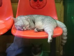 -猫咪博物馆(顶澳仔猫街店)