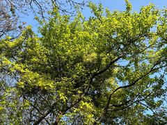 -梧桐山风景名胜区