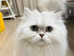 -猫十亿·布偶金渐层·曼基康矮脚猫舍(青年路店)