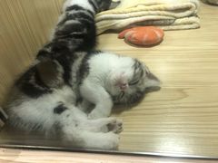 -屋虎猫馆(宝安大仟里店)
