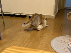 -有喵·猫咖·狗咖·30几只猫10只小狗(岗厦店)