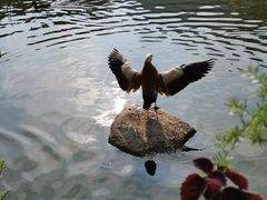 -呀诺达热带雨林