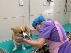 -北京观赏动物医院·24小时大型综合·猫专科·异宠专科