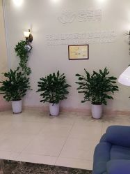 -碧莲盛·不剃发植发