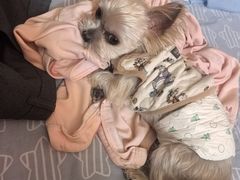 -瑞派福兴宠物医院犬猫全科·骨科·中西医结合(河东店)