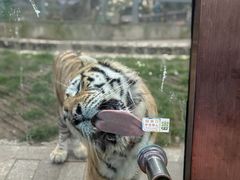 -横道河子东北虎林园