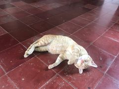 -柬埔寨国家博物馆