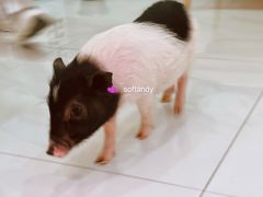 -柴源莊·柴小宠柴犬咖啡