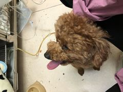 -安安宠医·安宠宠物医院