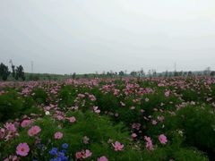 android_upload_pic-蒲河岛湿地公园