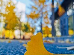 -三里屯东五街银杏大道