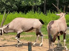 -大连森林动物园