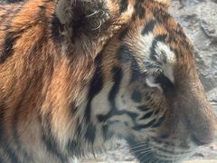 -栾川竹海野生动物园