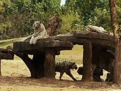 -北京野生动物园