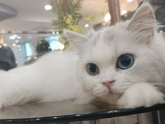 -共舞时光猫咖·狗咖(新街口店)