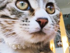 -海边的猫和咖啡馆