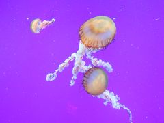 -瑞普利水族馆