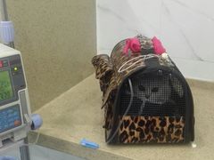-伟伟宠物医院·CT影像中心·瑞派犬猫综合性门诊(汉口总院)