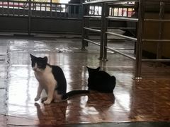 -ခြောက်ထပ်ကြီးရွှေသာလျောင်းဘုရားကြီး