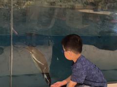 -帝企鹅自助餐厅•儿童岛•真企鹅(长隆企鹅酒店)