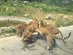 -西安秦岭野生动物园