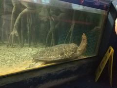 -苏州海洋馆