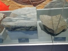 -河南自然博物馆