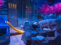 -上海海昌海洋公园-冰山北极馆