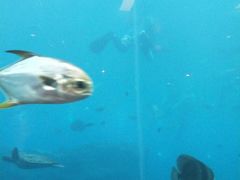 -瑞德姆美人鱼海底演艺主题餐厅(亚龙湾店)