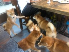 -柴源莊·柴小宠柴犬咖啡
